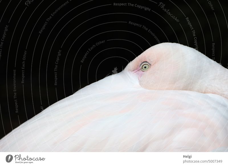 ein Auge riskieren - Detailaufnahme , Flamingo steckt den Kopf ins Gefieder und schaut mit einem Auge Vogel Nahaufnahme Federn Federkleid schauen Blick Tier Zoo