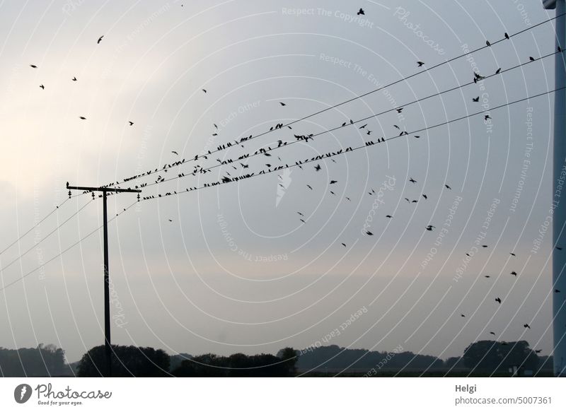 viele Stare sitzen  in der Abendsonne auf Stromleitungen, andere fliegen umher Vögel Zugvögel Vogelzug Herbst Vogelschwarm Freiheit Wildtier Außenaufnahme