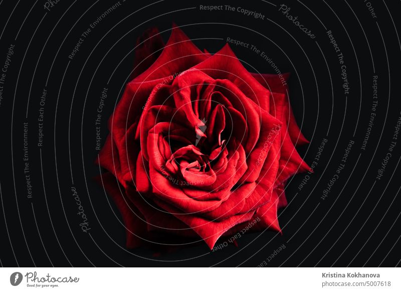 Blühende Rose, sich öffnende Blütenblätter auf großer Knospe. Frühling, Sommer floral - rote Blume blühen auf schwarzem Hintergrund. Natur Draufsicht. Hochzeit, Valentinstag Konzept.