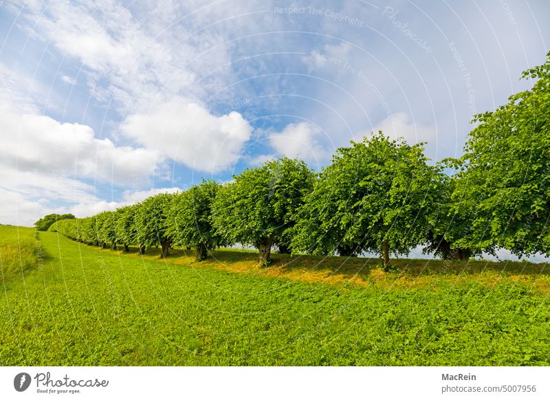 Festonallee, Holländische Königs-Linden, Klütz, Mecklenburg-Vorpommern, Deutschland Allee Am Tag Aussenansicht Baum Bäume Farbaufnahme