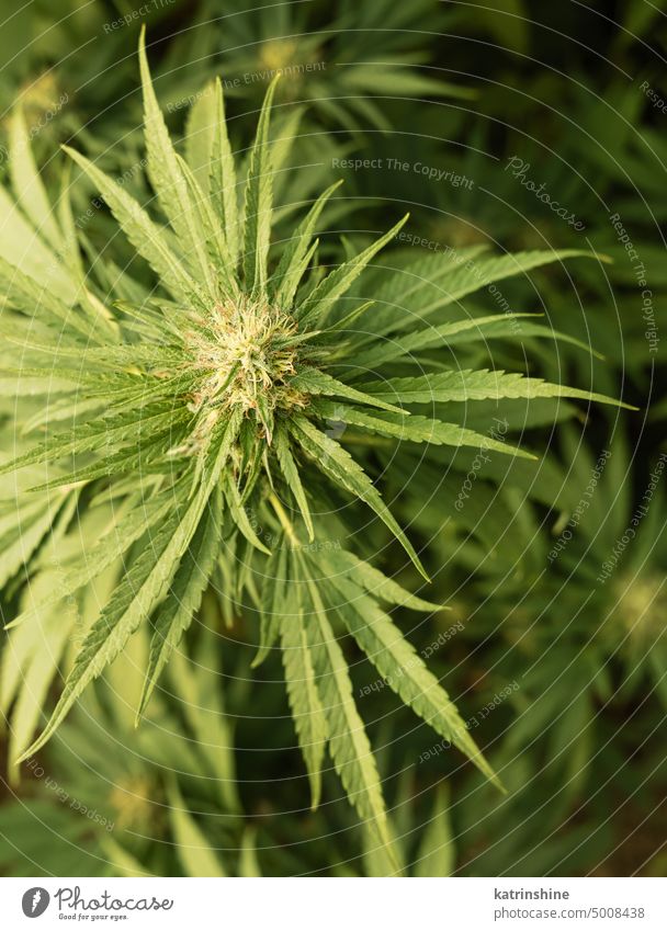 Blühendes reifes Marihuana mit Knospen und grünen Blättern. Bio Cannabis Sativa Weibliche Pflanzen mit CBD Blumen cbd medizinisch Schonung abschließen Sommer