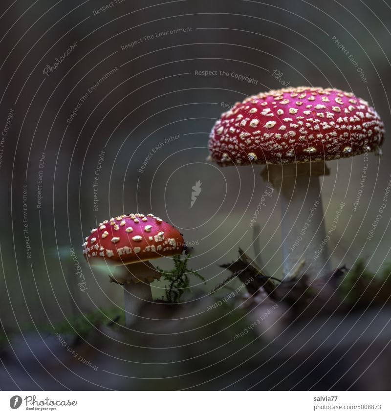 das Leuchten im Walde | Fliegenpilze Amanita Muscaria Paar Herbst Waldboden herbstlich Pilz rot magisch geheimnisvoll psychedelisch Kontrast Pilzhut Natur