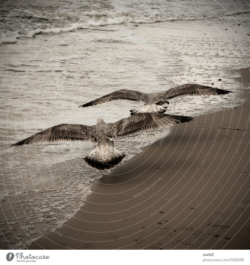 Spannweite Umwelt Natur Tier Sand Wasser Klima Wetter Schönes Wetter Wind Wellen Küste Ostsee Vogel Möwe Möwenvögel 2 elegant schön Lebensfreude Euphorie Kraft