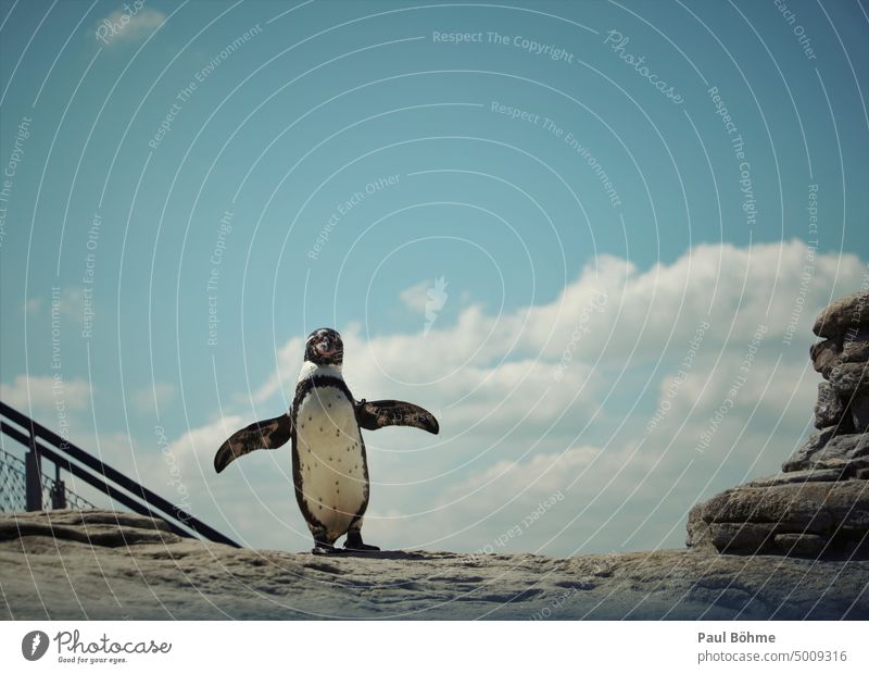 Pinguin vor blauem Himmel auf Steinplateau Natur Tiere Stralsund Ozeaneum Wolken Porträt Außenaufnahme Vogel Farbfoto Freiheit Brillenpinguin Tourismus Wildtier