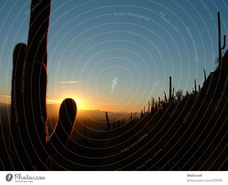 Sunset in Arizona Sonnenuntergang Kaktus Romantik Himmel kakteeen USA Abenddämmerung sun sky