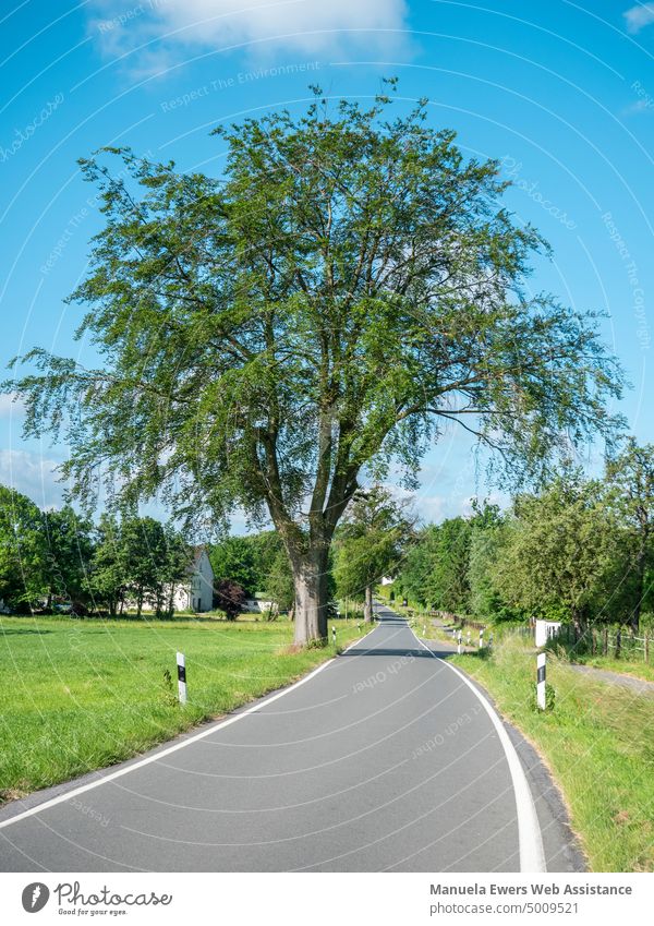 Wunderschöner Baum an einer schmalen Landstraße landstraße dorf dünn besiedelt baum blauer himmel gutes wetter idyllisch idylle sommer rasen verkehr fahren