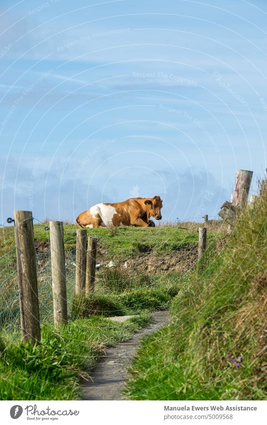 Eine irische Weidekuh liegt entspannt auf der Wiese entlang eines Wanderweges an den Cliffs of Moher milchkuh irland weidemilch gras grün demut demütig erhaben