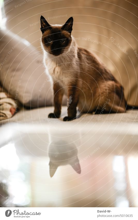 Katze spiegelt sich und Blick in die Kamera Spiegelung Haustier Siamkatze Spiegelbild Tier niedlich hübsch Tiergesicht beobachten