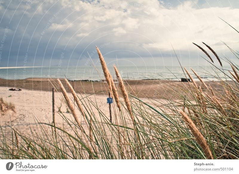 Leise Erinnerungen Pflanze Sand Wasser Wolken schlechtes Wetter Gras Dünengras Küste Strand Bucht Nordsee Meer dunkel frisch ruhig Borkum Ostfriesland