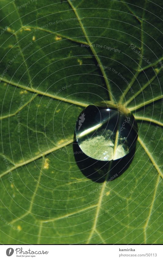waterdrop rund Spiegel Gefäße Blatt grün Pflanze Kugel Wassertropfen Reflexion & Spiegelung Lotos hydrophob