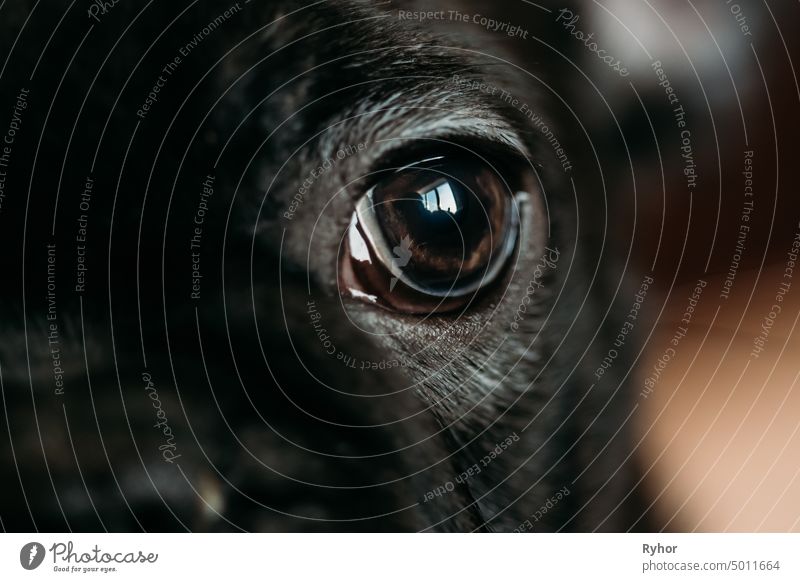 Close Up Auge des jungen schwarzen Französisch Bulldogge Hundewelpe Zaunlatte französische Bulldogge Ohr klein schön heimisch Stammbaum Hündchen lustig