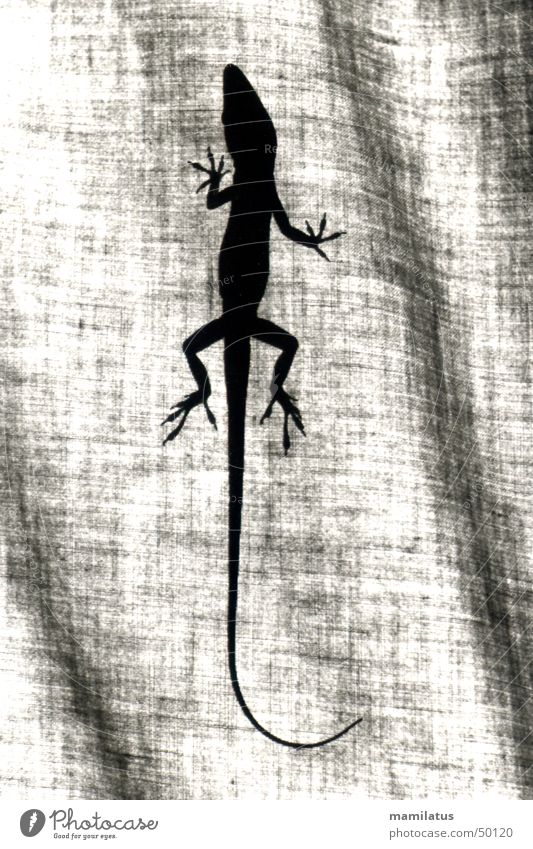 Anolis Reptil Echsen Leguane Tier Stoff Gardine anoli rotkehlanoli Schatten Silhouette