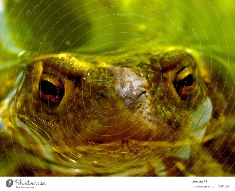 Aufgetaucht. Erdkröte Teich Lurch Kröte Frosch Wasser frog Auge Makroaufnahme