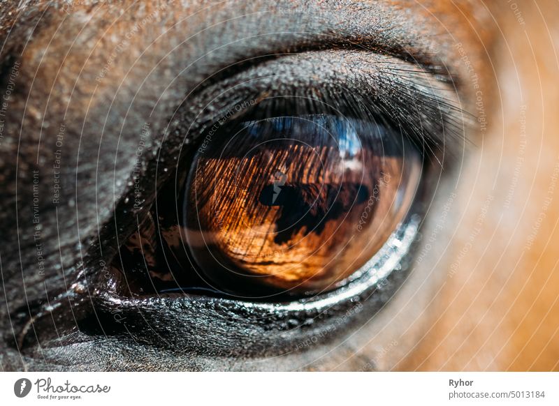 Nahaufnahme von Arabian Bay Horse Reinrassig Stute Pupille natürlich Blickfang Reiten Pferdestall heimisch Gesicht Kopf niedlich Reiterin abschließen Tier