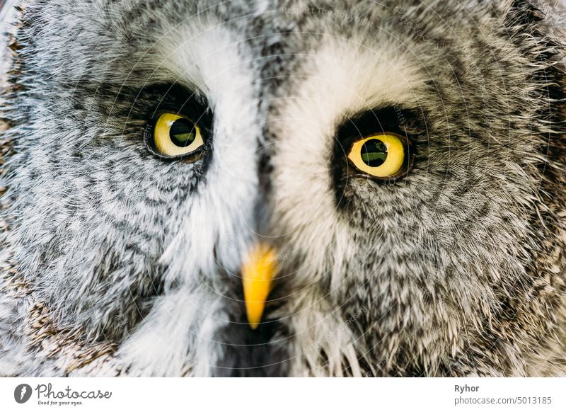 Close Up Gesicht und Augen von Great Grey Owl oder Great Gray Owl. Strix Nebulosa ist eine sehr große Eule. Wald Wildvogel Tierwelt Aussehen Weisheit Gelbbraun
