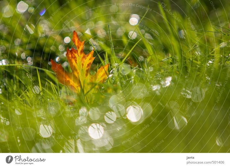 shine Pflanze Wassertropfen Sonnenlicht Herbst Schönes Wetter Gras Blatt Wiese glänzend nass natürlich grün Gelassenheit ruhig Hoffnung Natur Farbfoto