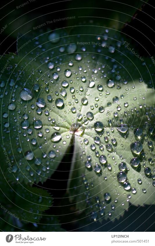.O:°oÖ:.°. Umwelt Natur Tier Wasser Wassertropfen Pflanze Blatt Grünpflanze Garten dunkel nass grün Tau Lichtschein Lichteinfall Lichtpunkt hydrophob