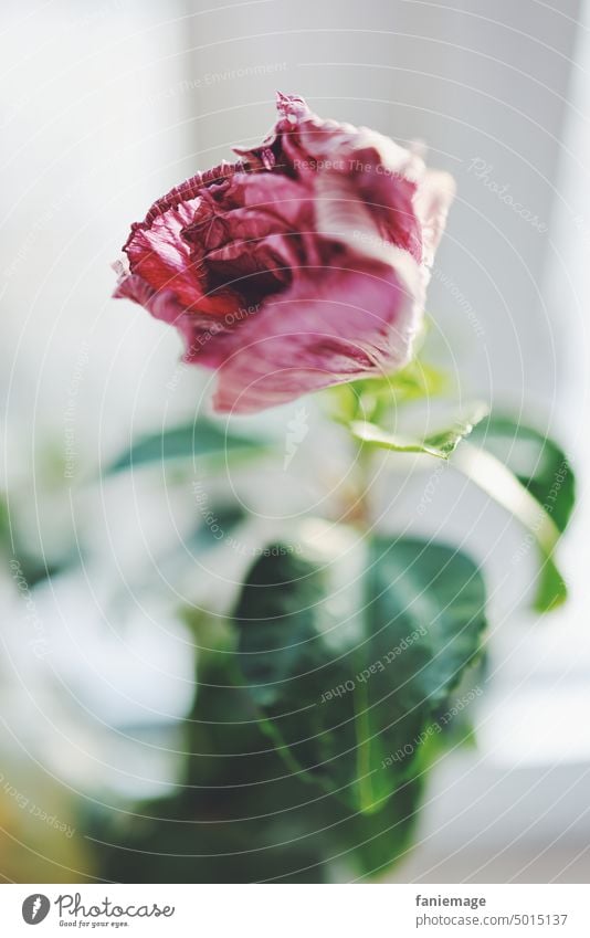 Vergänglichkeit hibiskus bluete pflanze Fahne Tiefenunschärfe