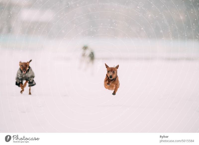 Miniatur Pinscher Pinchers Min Pin spielen und laufen zusammen draußen im Schnee, Wintersaison. Verspielte Haustiere im Freien. Kneifzange weiß Natur kalt