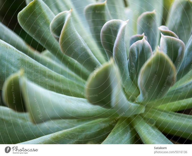 Detailaufnahme von Blättern der Echeveria Topsy Turvy Echeverien Sukkulente Pflanze Hintergrund Nahaufnahme Dekoration & Verzierung natürlich Natur Wachs Muster