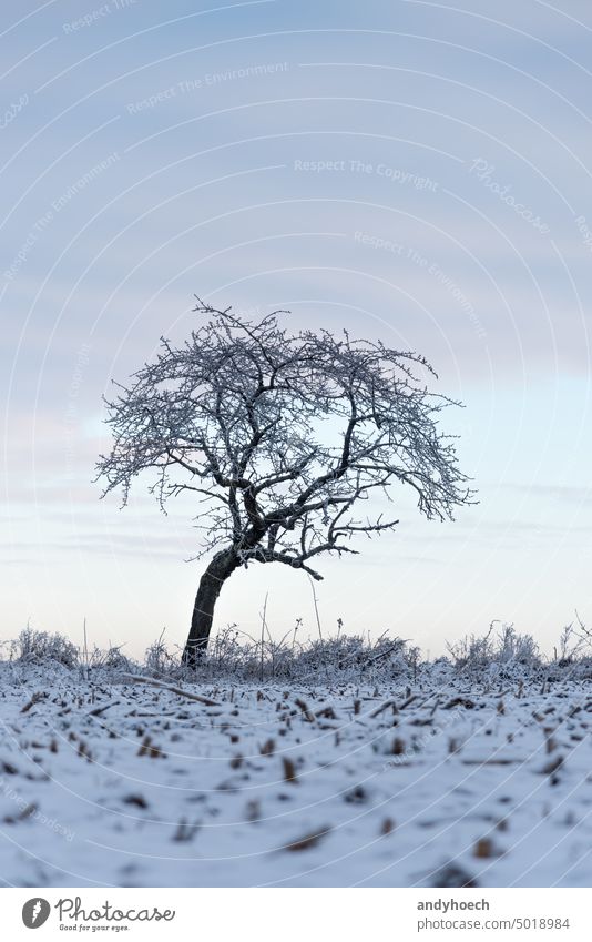 Einzelner Baum im Winter und verschneites Feld im Vordergrund allein schön Schönheit schwarz Ast Niederlassungen kalt cool Landschaft bedeckt geschnitten