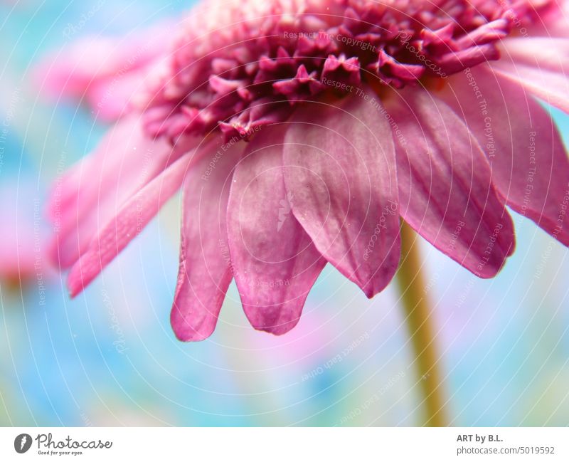 kraftlose Blume in rosa blume zart filigran solo alleine poster blumenposter wohnen wohnraumdeko wanddeko garten gartenzeitung