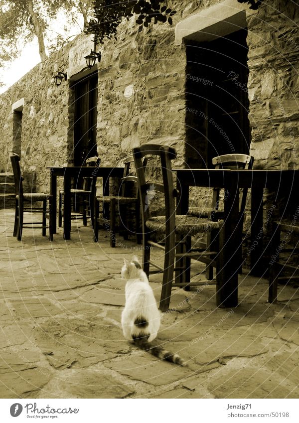 Tavern closed. Taverne Gastronomie Kreta Stuhl Tisch Katze geschlossen Einsamkeit ruhig Kneipe Hauskatze Sepia