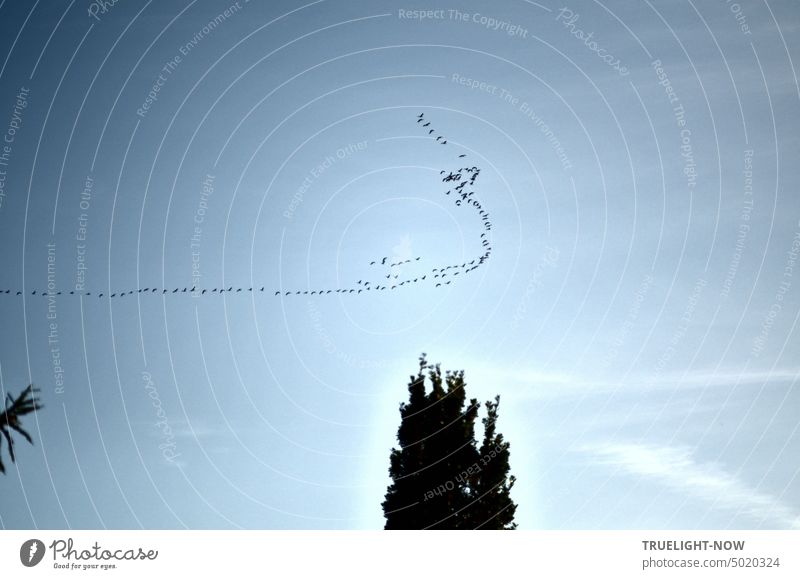 Ein langer Vogelzug Wildgänse am Himmel ändert die Flugrichtung - das führte zu einer Turbulenz in der Formation, vielleicht Meinungsverschiedenheiten? Zugvögel