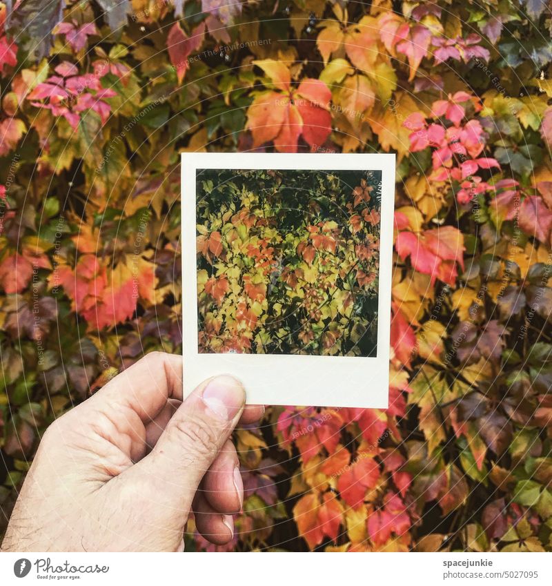 Herbst Foto halten Laubwerk Farben farbenfroh Polaroid herbstlich Bild