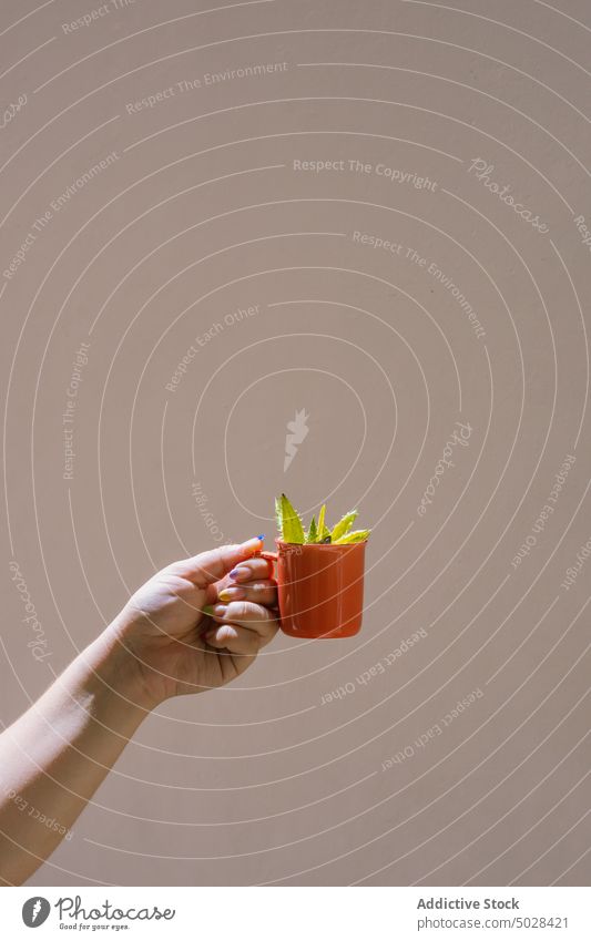 Crop anonyme Frau zeigt kleine Topfpflanzen am Tag Pflanze Blume zeigen Wachstum Gartenbau Blumentopf manifestieren frisch Botanik Hand filigran sprießen