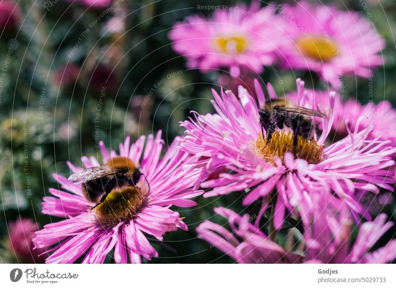 Bienen auf rosa Blüten Pollenflug Lebensmittel Klimawandel violett gelb Blume Natur Pflanze Farbfoto Außenaufnahme Frühling Tier grün braun Makroaufnahme Morgen