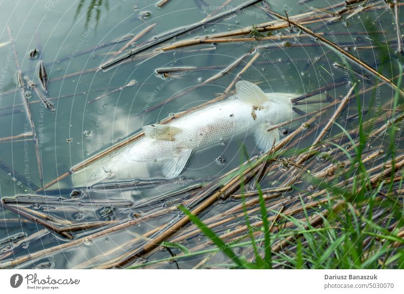 Nahaufnahme eines großen toten Fisches im Wasser Lebensmittel Natur Problematik Gift weltweit Ökologie Tier See Fluss MEER Umwelt Tod Tierwelt Strand natürlich