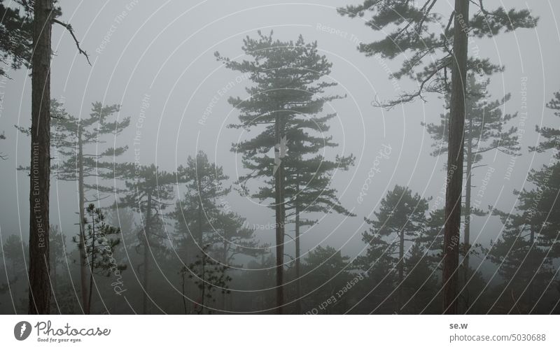 Lichter Wald im Nebel Fichtenwald Berge u. Gebirge Herbst düster Dämmerung grau