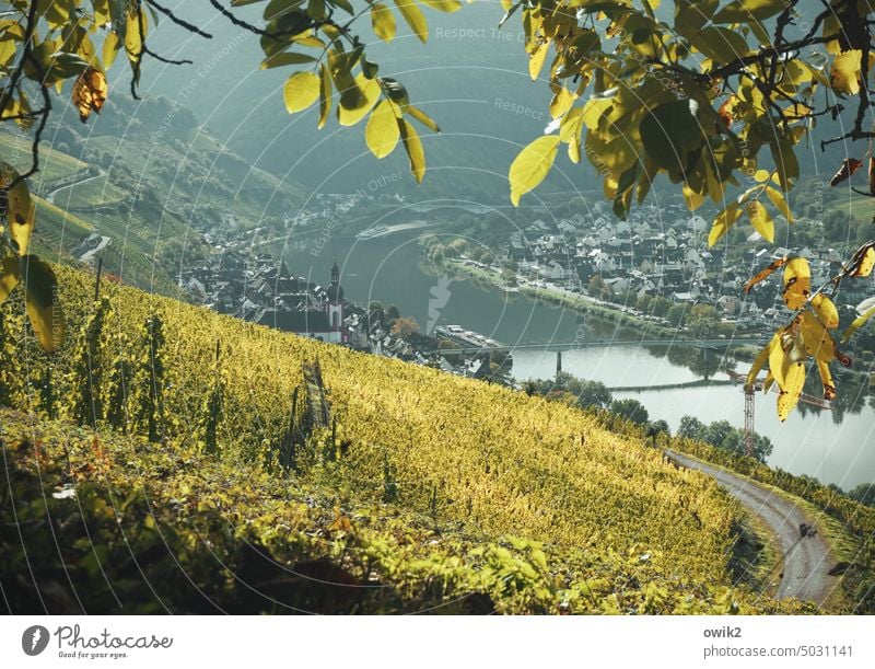 Schwarze-Katzen-Stadt Zell Mosel Mosel (Weinbaugebiet) Moseltal Weinberge Idylle Landschaft Natur Rheinland-Pfalz Ferien & Urlaub & Reisen Flussufer Bäume