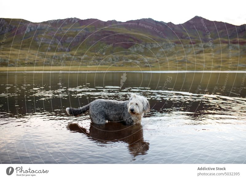 Haariger Hund im Fluss in der Nähe der Berge alter englischer Schäferhund Wasser Berge u. Gebirge Tal Kamm Natur Windstille Landschaft reisen friedlich Ufer