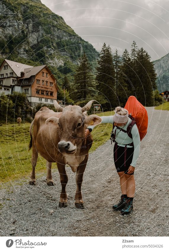 Kuh streicheln am Alpsteinsee | Appenzellerland alpstein hüttntour schweiz wandern Berge u. Gebirge Ferien & Urlaub & Reisen Landschaft Umwelt Alpen spiegelung