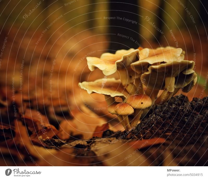 pilze am waldboden Pilze Herbst laub Wald Waldboden pilze sammeln Natur Außenaufnahme Umwelt natürlich Moos Pilze sammeln braun Nahaufnahme essbar frisch