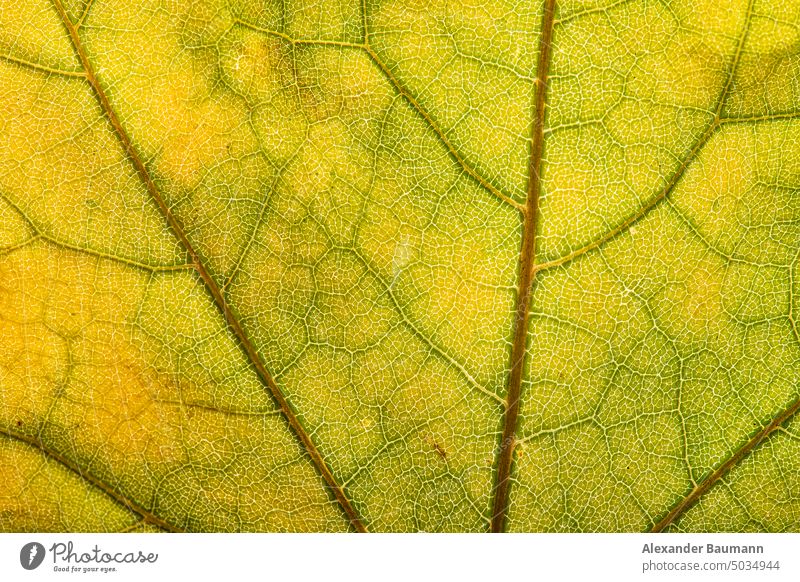 Makroaufnahme von bunten Herbstblättern Laubwerk gelb Ahorn Natur Hintergrund Saison Blatt fallen saisonbedingt golden weiß Pflanze Farbe farbenfroh herbstlich