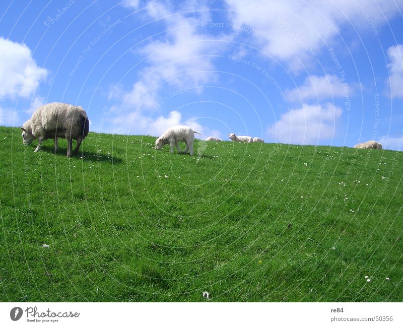 Faulenzen als Gruppenzwang bei Schafen Niederlande Wattenmeer Deich grün Wiese Wolken Gras Wolle Tier ruhig Langeweile weiß Erholung Eindruck schaaf Himmel