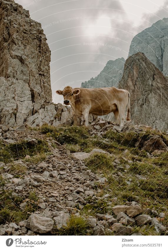 Kuh im Appenzellerland alpstein hüttntour schweiz wandern Berge u. Gebirge Ferien & Urlaub & Reisen Landschaft Umwelt Alpstein Alpen spiegelung natur ruhe kuh