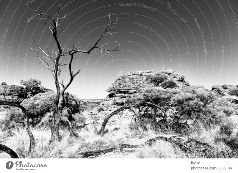 Der Kings Canyon - wilde Natur und Outback Schlucht Australien Könige nördlich Territorium Landschaft rot Felsen Baum Hügel wüst Park watarrka trocknen