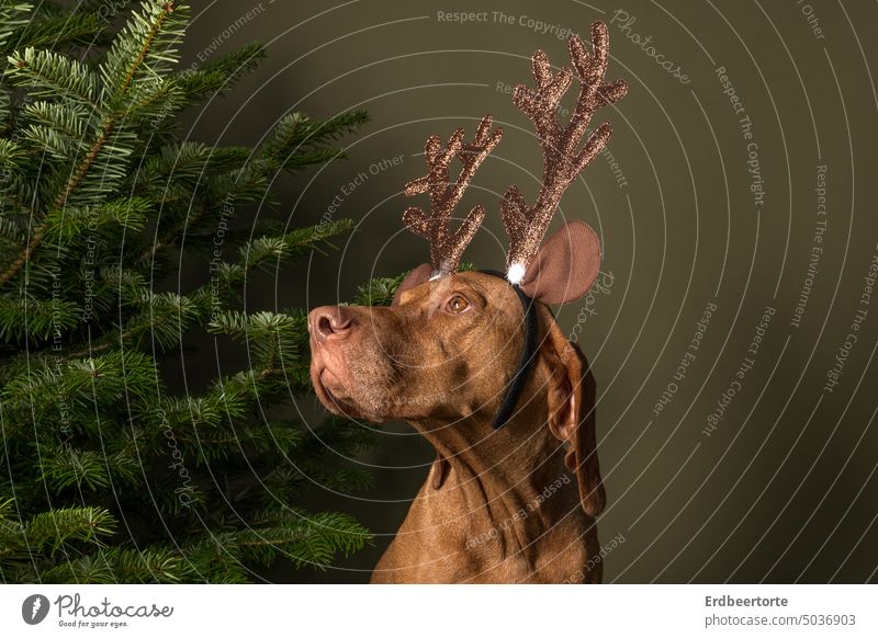 Schöne Bescherung Hund Weihnachten & Advent Haustier Feste & Feiern Weihnachtsbaum festlich Dekoration & Verzierung Winter Stimmung Tradition Baumschmuck