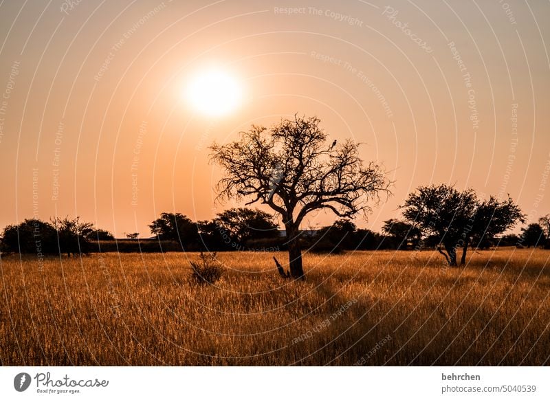 unter der sonne namibias fantastisch Himmel Hoffnung Sonnenlicht träumen wunderschön Kitsch romantisch Baum Abenddämmerung Nacht Sonnenuntergang Gras Kalahari