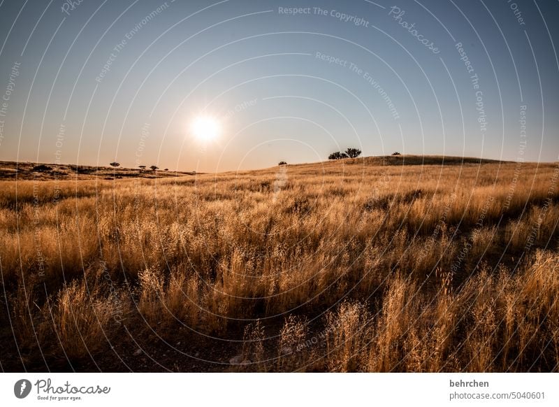 morgenstundgold träumen Morgendämmerung Wärme Sonnenaufgang Gras Kalahari Namibia Ferne Afrika Fernweh reisen Farbfoto Landschaft Einsamkeit Abenteuer Natur