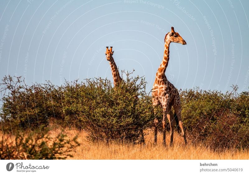 zweierlei Tourismus Ausflug Tierporträt Wildnis Kalahari Giraffe Tierschutz Tierliebe Wildtier fantastisch außergewöhnlich Safari Umwelt beeindruckend besonders