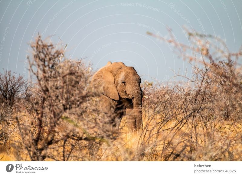 tierisch Elefant etosha national park Etosha Etoscha-Pfanne Wildtier fantastisch außergewöhnlich wild Wildnis frei Tier Namibia Safari Ferne Fernweh Afrika