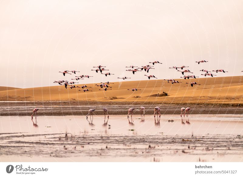 schwarm drüber Lagune Formation Wasser Flamingos frei fliegen Afrika Namibia Wüste Sand Wildtier Vögel Meer Freiheit beeindruckend sanddüne Spiegelung im Wasser