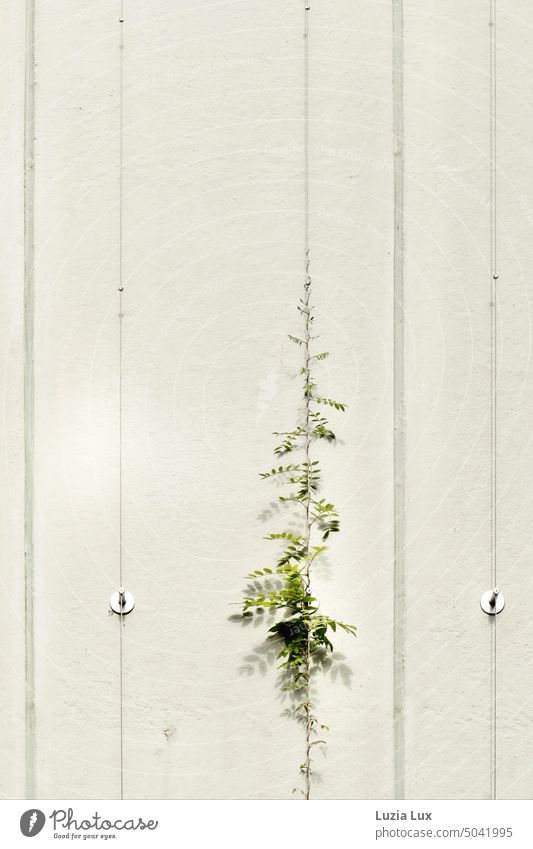 Zartes Grün am Seil nach oben nach oben streben grün Fassade Wand zart Gebäude Gedeckte Farben Wachstum Kletterpflanzen Halt festhalten Hauswand Gebäudeteil