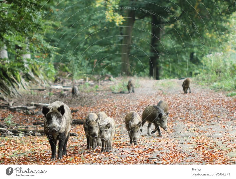 eine Wildschweinfamilie läuft im Herbst auf einem Waldweg entlang Umwelt Natur Landschaft Pflanze Tier Baum Blatt Herbstlaub Wildtier Frischling Tiergruppe