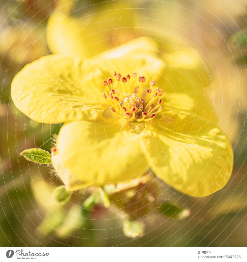 Gelbes Blümchen Pflanze Blume klein gelb Blütenstempel Natur Makroaufnahme Farbfoto Detailaufnahme Nahaufnahme Schwache Tiefenschärfe Außenaufnahme Pollen